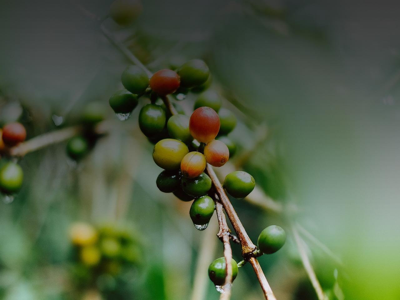 Rainforest Alliance gecertificeerde koffie van Gio Coffee