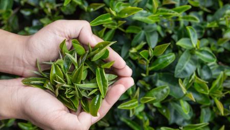 Gio_Coffee_Durrzame_RooibosThee_Planten_RFA