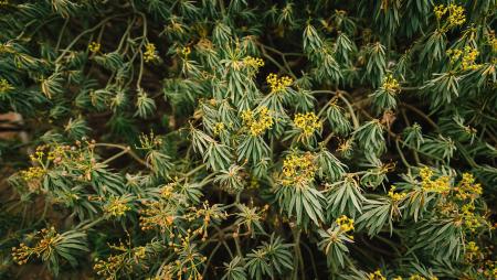 Aspalathus linearis_Rooibos_thee_Plant