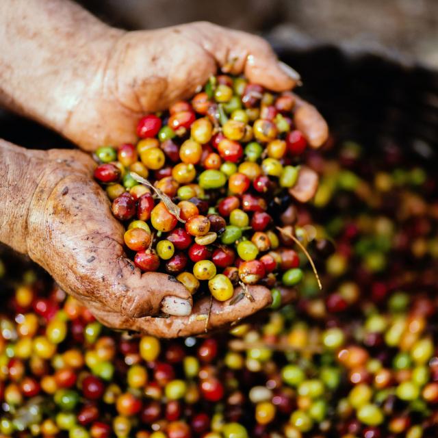 Met uiterste precisie geplukte koffiebonen voor Gio Coffee koffiemelanges