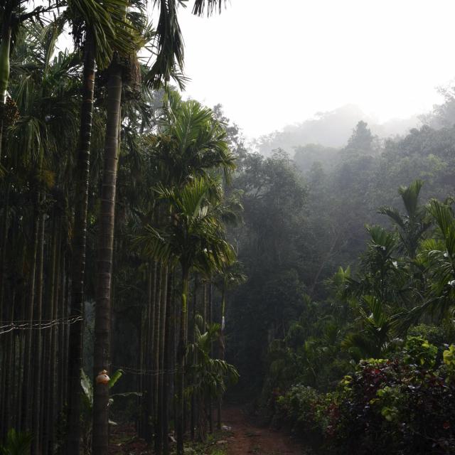 Tropisch regenwoud voor koffiebonen